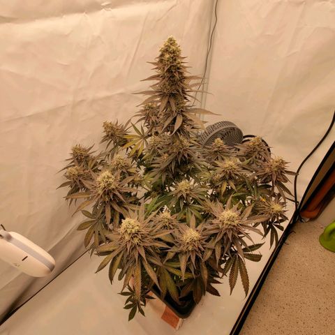 Chilled Cherry 🧊🍒 Zamnesia x Growers Choice growlog timeline photo