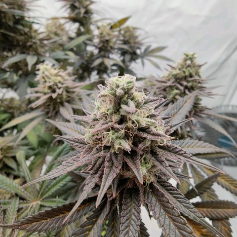 Chilled Cherry 🧊🍒 Zamnesia x Growers Choice growlog timeline photo