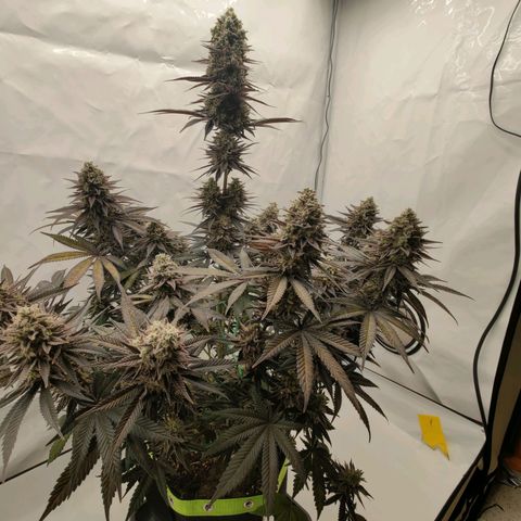 Chilled Cherry 🧊🍒 Zamnesia x Growers Choice growlog photo: Leichte Ansätze von Foxtailing zu erkennen, ich denke sie darf noch bis zum nächsten Wochenende stehen.