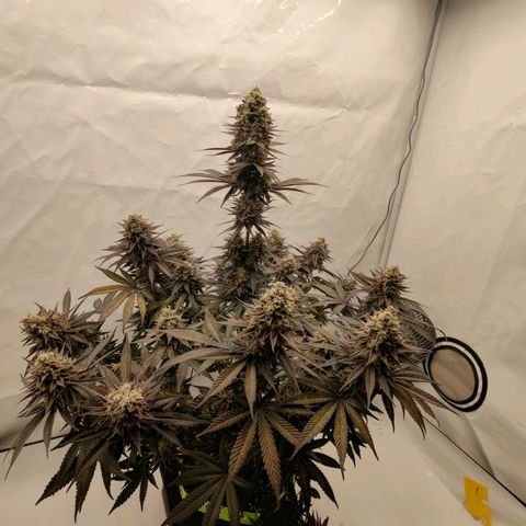 Chilled Cherry 🧊🍒 Zamnesia x Growers Choice growlog photo: Leichte Ansätze von Foxtailing zu erkennen, ich denke sie darf noch bis zum nächsten Wochenende stehen.