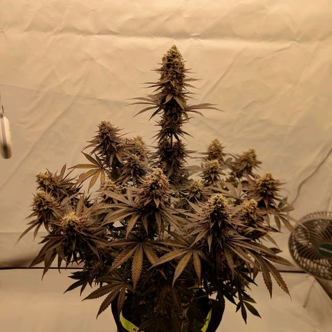 Chilled Cherry 🧊🍒 Zamnesia x Growers Choice growlog photo: Leichte Ansätze von Foxtailing zu erkennen, ich denke sie darf noch bis zum nächsten Wochenende stehen.