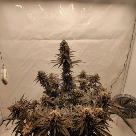 Chilled Cherry 🧊🍒 Zamnesia x Growers Choice growlog photo: Endspurt, zum Wochenende hin wird geerntet.
Wahnsinn wie sie sich in den letzten 3-4 Wochen verändert hat. Ich persönlich finde sie wirklich Bildschön 😍