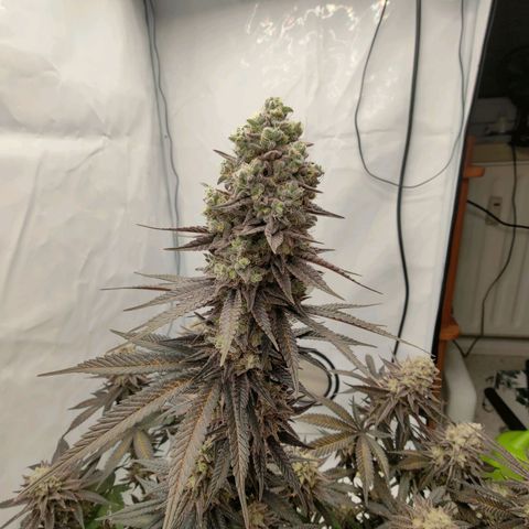 Chilled Cherry 🧊🍒 Zamnesia x Growers Choice growlog photo: Endspurt, zum Wochenende hin wird geerntet.
Wahnsinn wie sie sich in den letzten 3-4 Wochen verändert hat. Ich persönlich finde sie wirklich Bildschön 😍