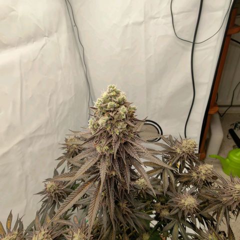 Chilled Cherry 🧊🍒 Zamnesia x Growers Choice growlog photo: Endspurt, zum Wochenende hin wird geerntet.
Wahnsinn wie sie sich in den letzten 3-4 Wochen verändert hat. Ich persönlich finde sie wirklich Bildschön 😍