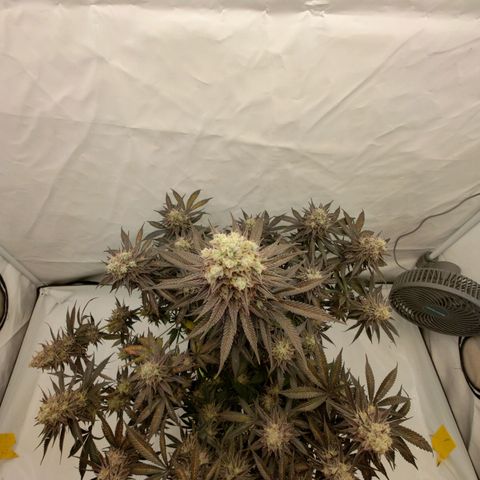 Chilled Cherry 🧊🍒 Zamnesia x Growers Choice growlog photo: Endspurt, zum Wochenende hin wird geerntet.
Wahnsinn wie sie sich in den letzten 3-4 Wochen verändert hat. Ich persönlich finde sie wirklich Bildschön 😍