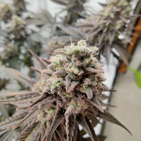 Chilled Cherry 🧊🍒 Zamnesia x Growers Choice growlog photo: Endspurt, zum Wochenende hin wird geerntet.
Wahnsinn wie sie sich in den letzten 3-4 Wochen verändert hat. Ich persönlich finde sie wirklich Bildschön 😍