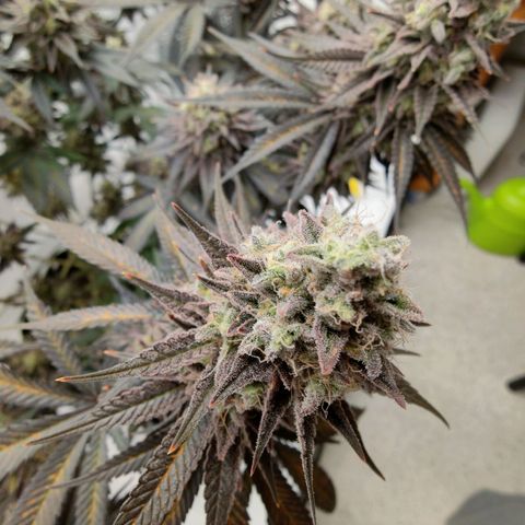 Chilled Cherry 🧊🍒 Zamnesia x Growers Choice growlog photo: Endspurt, zum Wochenende hin wird geerntet.
Wahnsinn wie sie sich in den letzten 3-4 Wochen verändert hat. Ich persönlich finde sie wirklich Bildschön 😍