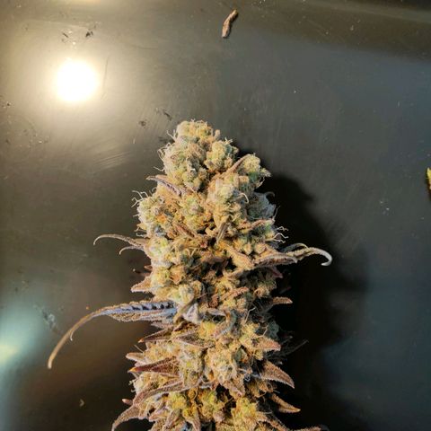 Chilled Cherry 🧊🍒 Zamnesia x Growers Choice growlog timeline photo