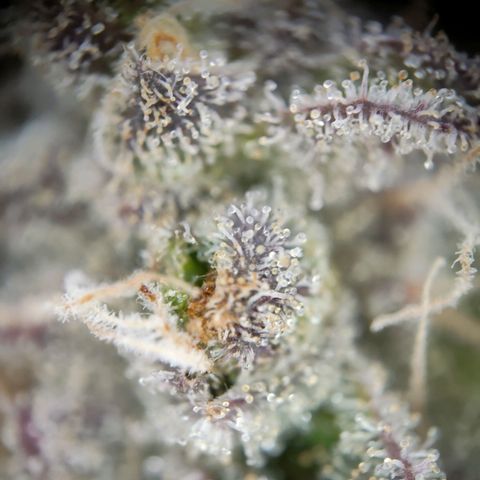 Chilled Cherry 🧊🍒 Zamnesia x Growers Choice growlog timeline photo