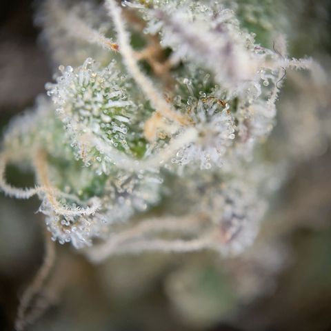 Chilled Cherry 🧊🍒 Zamnesia x Growers Choice growlog timeline photo