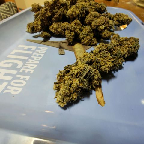 Chilled Cherry 🧊🍒 Zamnesia x Growers Choice growlog timeline photo