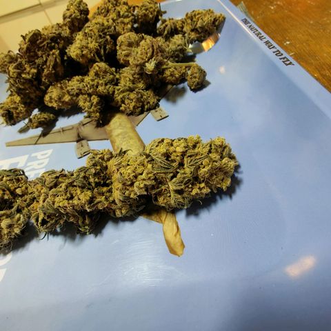 Chilled Cherry 🧊🍒 Zamnesia x Growers Choice growlog timeline photo