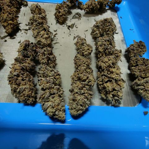 Chilled Cherry 🧊🍒 Zamnesia x Growers Choice growlog timeline photo