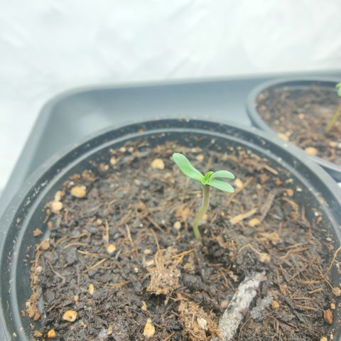Cherry Runtz  growlog timeline photo