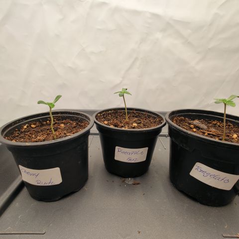 Cherry Runtz  growlog timeline photo