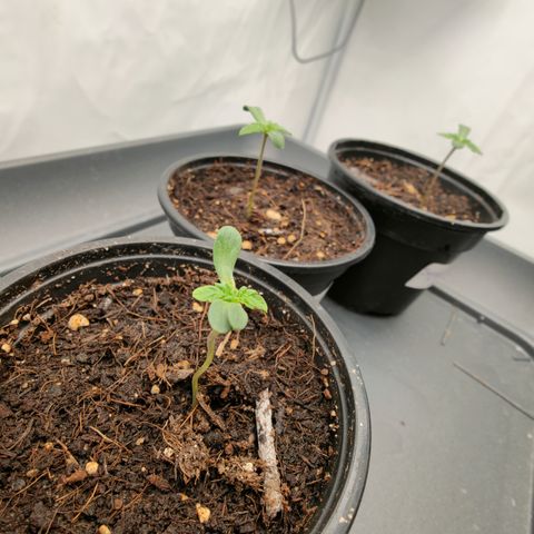 Cherry Runtz  growlog timeline photo
