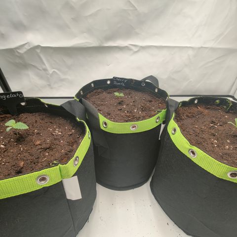 Tangelato 🍊 🍦 growlog timeline photo