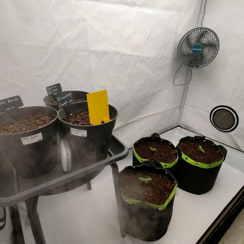 Tangelato 🍊 🍦 growlog timeline photo