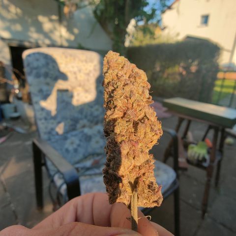 Chilled Cherry 🧊🍒 Zamnesia x Growers Choice growlog timeline photo