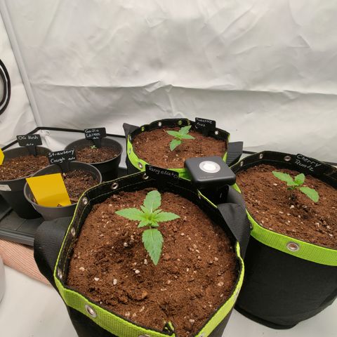 Cherry Runtz  growlog timeline photo