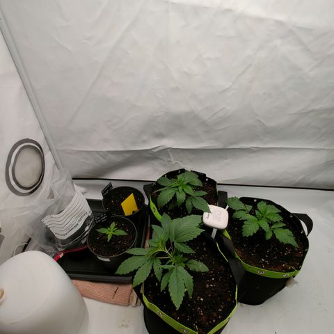 Pineapple Fruz 🍍 growlog timeline photo