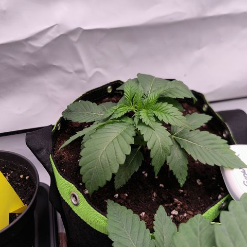 Pineapple Fruz 🍍 growlog timeline photo