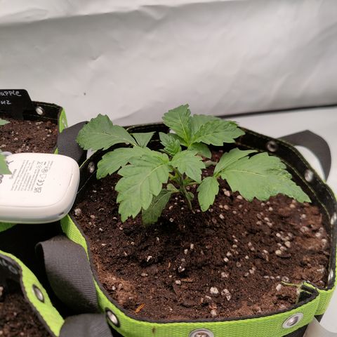 Cherry Runtz  growlog timeline photo