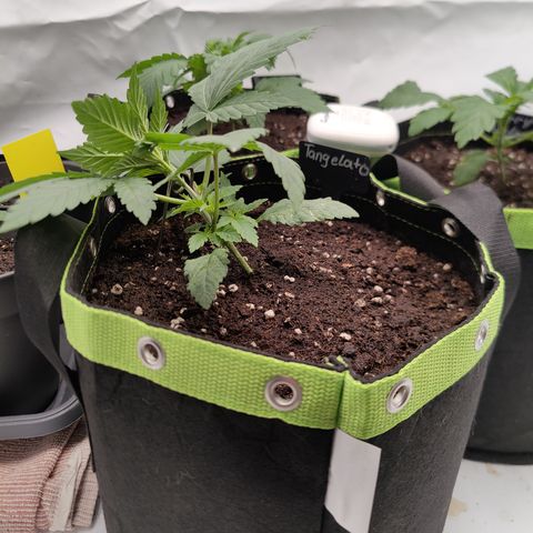 Tangelato 🍊 🍦 growlog timeline photo