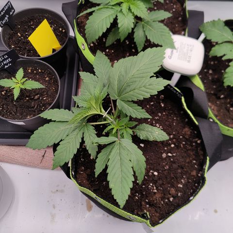 Tangelato 🍊 🍦 growlog timeline photo