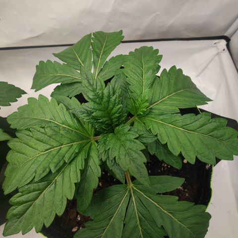 Cherry Runtz  growlog timeline photo