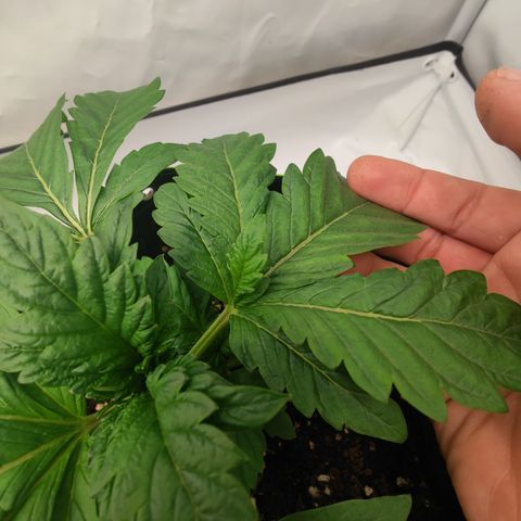 Cherry Runtz  growlog timeline photo