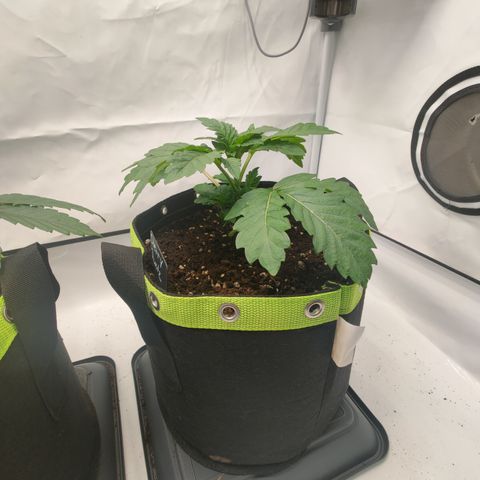 Cherry Runtz  growlog timeline photo