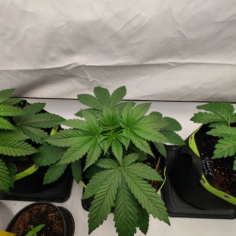 Tangelato 🍊 🍦 growlog timeline photo