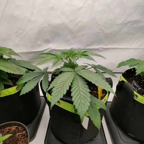 Tangelato 🍊 🍦 growlog timeline photo