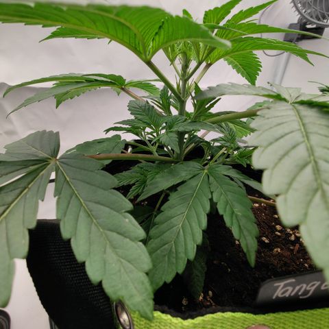 Tangelato 🍊 🍦 growlog timeline photo