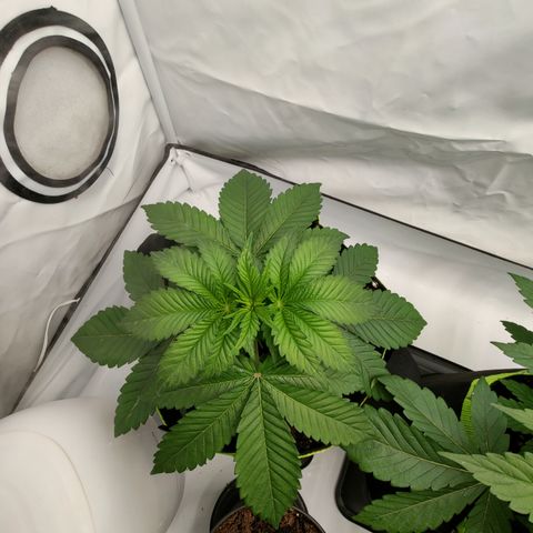 Pineapple Fruz 🍍 growlog timeline photo