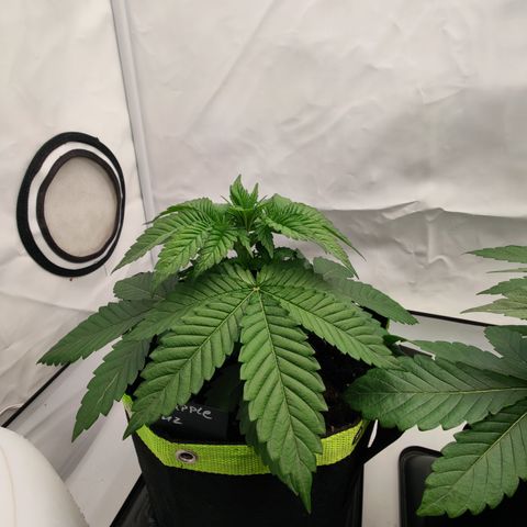 Pineapple Fruz 🍍 growlog timeline photo
