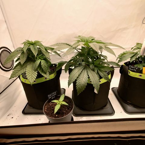 Pineapple Fruz 🍍 growlog timeline photo
