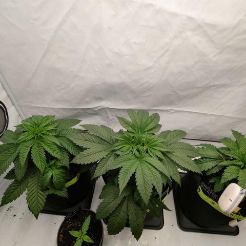 Tangelato 🍊 🍦 growlog timeline photo