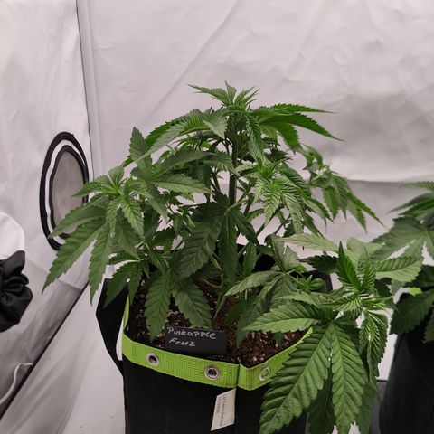 Pineapple Fruz 🍍 growlog timeline photo