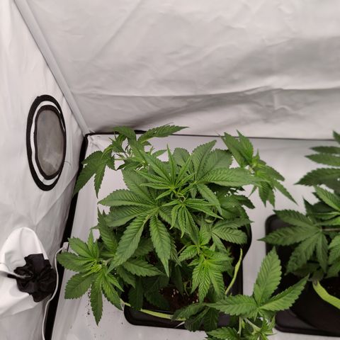 Pineapple Fruz 🍍 growlog timeline photo