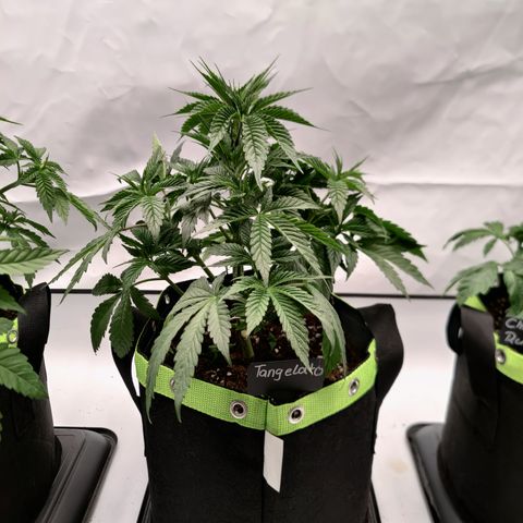 Tangelato 🍊 🍦 growlog timeline photo