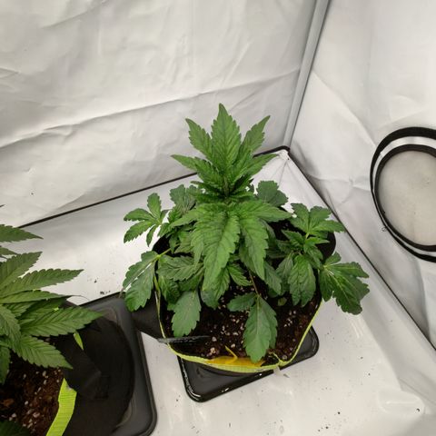 Cherry Runtz  growlog timeline photo