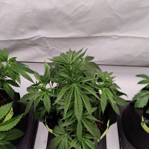 Tangelato 🍊 🍦 growlog timeline photo