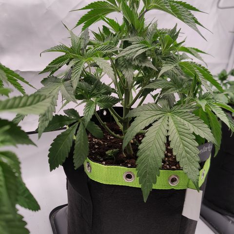 Tangelato 🍊 🍦 growlog timeline photo