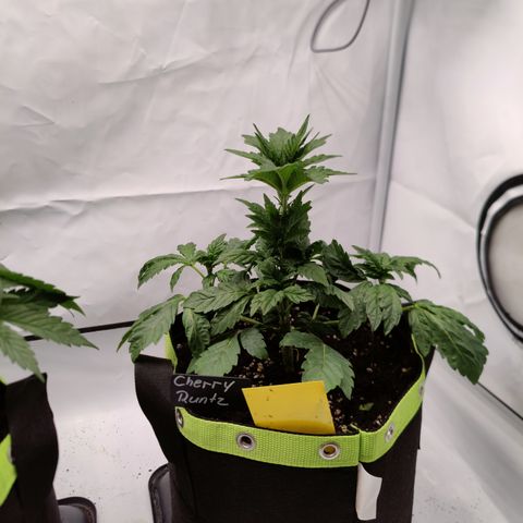Cherry Runtz  growlog timeline photo