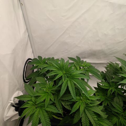 Pineapple Fruz 🍍 growlog timeline photo