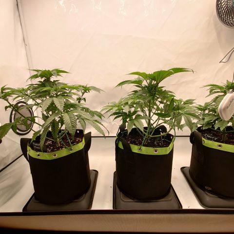 Pineapple Fruz 🍍 growlog timeline photo