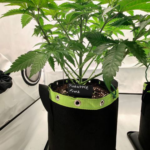 Pineapple Fruz 🍍 growlog timeline photo
