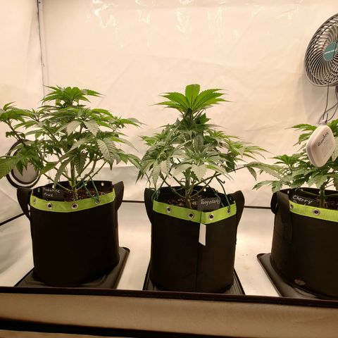 Tangelato 🍊 🍦 growlog timeline photo